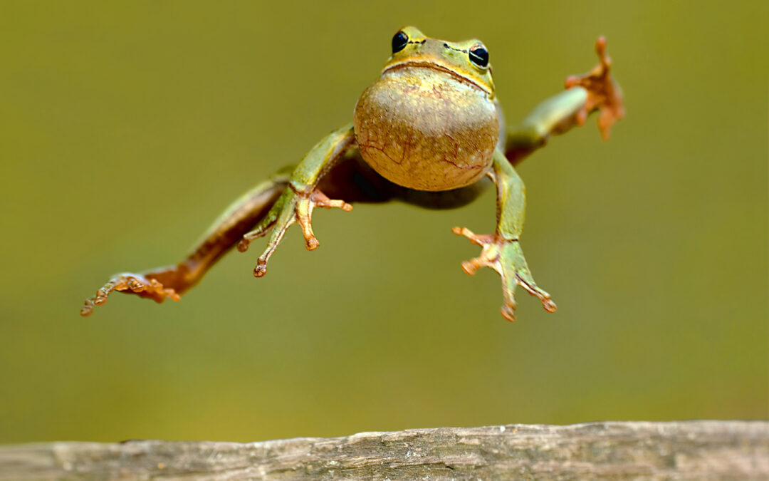 Celebrate National Frog Jumping Day Mathematically!