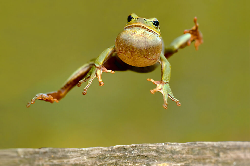 Celebrate National Frog Jumping Day Mathematically! Amazing Minds